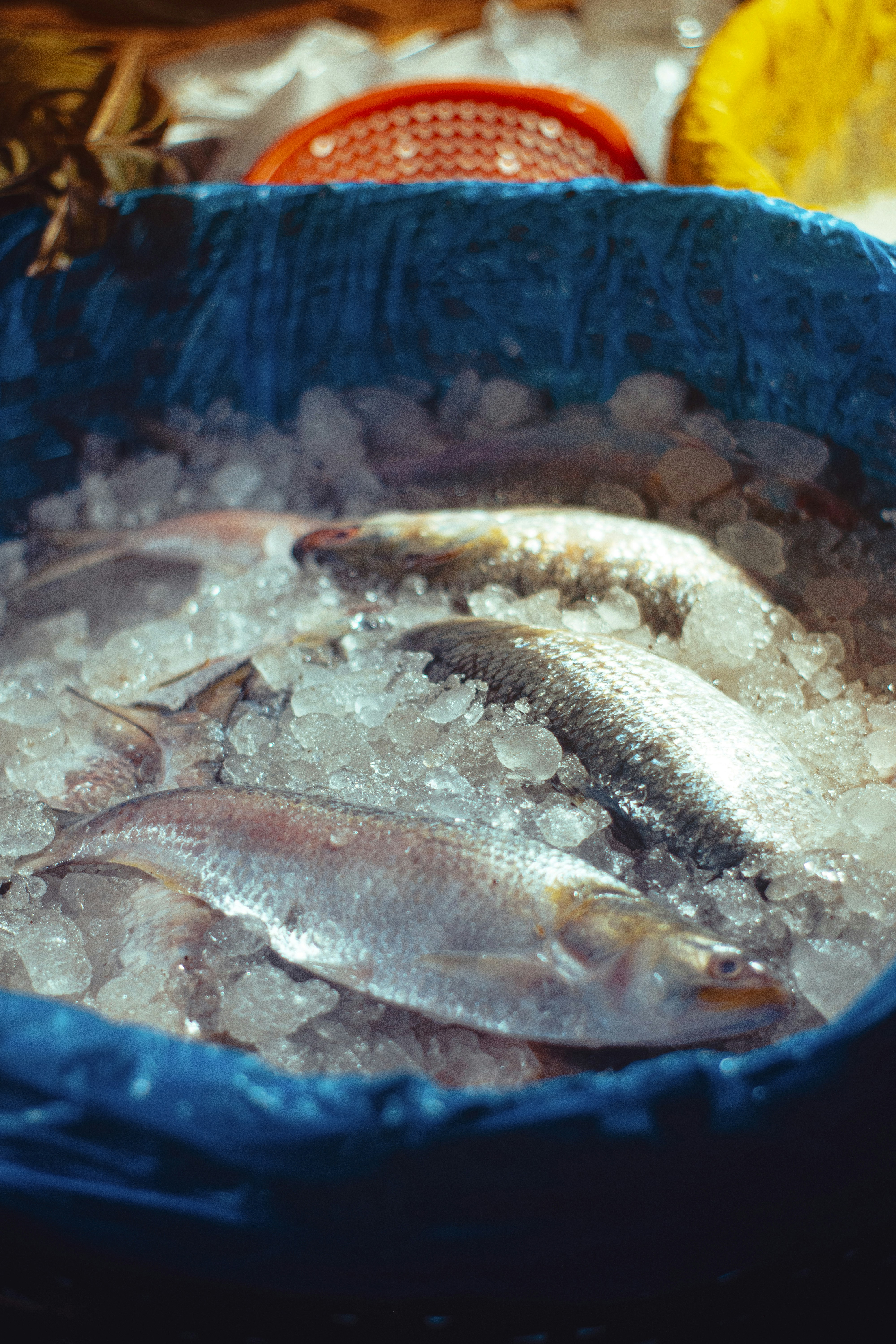 a fish in a bowl